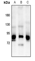 1 - Anti-OLFML2B Antibody AP60356