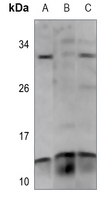 1 - Anti-PAGE3 Antibody AP60357