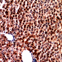 19 - Anti-PCK1 Antibody AP60359