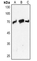 1 - Anti-PCK1 Antibody AP60359
