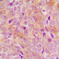 19 - Anti-DNA Polymerase gamma 2 Antibody AP60362
