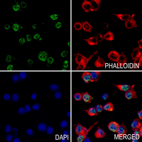 3 - Anti-POM121 Antibody AP60364
