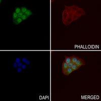3 - Anti-DARPP32 (Phospho-T75) Antibody AP60365