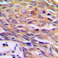 19 - Anti-p23 Antibody AP60373