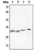 1 - Anti-p23 Antibody AP60373