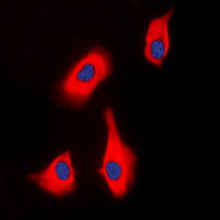 3 - Anti-PTHR1 Antibody AP60374