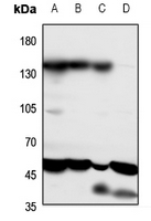 1 - Anti-PTHR1 Antibody AP60374