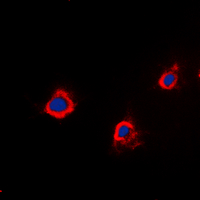 3 - Anti-PTTG1IP Antibody AP60377