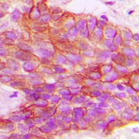 19 - Anti-PTTG1IP Antibody AP60377