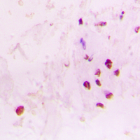 19 - Anti-RAD17 Antibody [KO/KD Validated] AP60378
