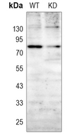 0 - Anti-RAD17 Antibody [KO/KD Validated] AP60378