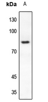 1 - Anti-RAD17 Antibody [KO/KD Validated] AP60378