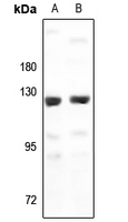 1 - Anti-G15 Antibody AP60379