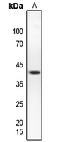 1 - Anti-hnRNP G Antibody AP60380
