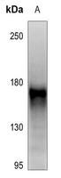 1 - Anti-RET (Phospho-Y1062) Antibody AP60382