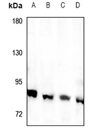 1 - Anti-RFWD3 Antibody AP60383
