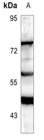 1 - Anti-RIPK3 Antibody AP60384