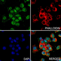 3 - Anti-RPL18 Antibody AP60386
