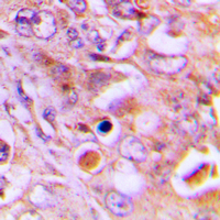 19 - Anti-RPL18 Antibody AP60386