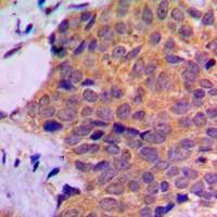 19 - Anti-RPL7 Antibody AP60388