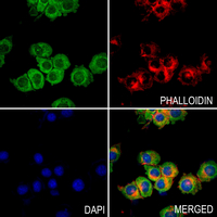 3 - Anti-Nogo Antibody AP60392