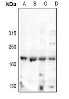 1 - Anti-Nogo Antibody AP60392