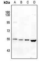 1 - Anti-MCT4 Antibody AP60395