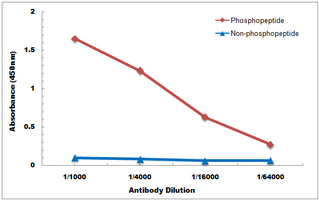 10 - Anti-SMAD2 (Phospho-S467) Antibody AP60396