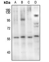 1 - Anti-SMAD2 (Phospho-S467) Antibody AP60396