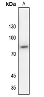 1 - Anti-SP1 (Phospho-T453) Antibody AP60398