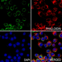 3 - Anti-TMBIM1 Antibody AP60404