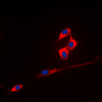 3 - Anti-ECHOS1 Antibody AP60405