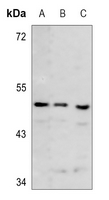 1 - Anti-ECHOS1 Antibody AP60405