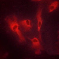 3 - Anti-CD134 Antibody AP60406