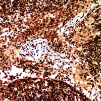 19 - Anti-CD253 Antibody AP60407