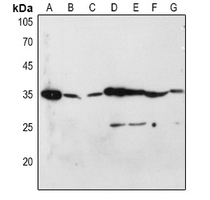 1 - Anti-CD253 Antibody AP60407