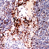 19 - Anti-CD252 Antibody AP60408