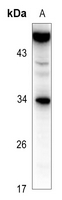 1 - Anti-CD252 Antibody AP60408