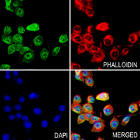3 - Anti-TRADD Antibody AP60411