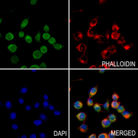 3 - Anti-FX Antibody AP60413