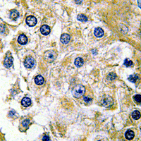 19 - Anti-FX Antibody AP60413