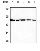 1 - Anti-UBA5 Antibody AP60415
