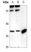 1 - Anti-PRAS40 Antibody AP60425