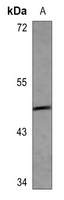 1 - Anti-ARMCX1 Antibody AP60426