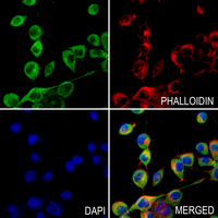 3 - Anti-ATG16L1 Antibody AP60427