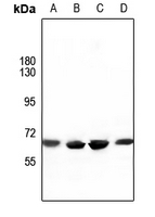 1 - Anti-ATG16L1 Antibody AP60427