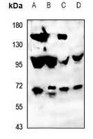 1 - Anti-ATG16L2 Antibody AP60428