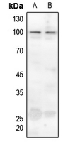 1 - Anti-Ataxin 1 (Phospho-S775) Antibody AP60430
