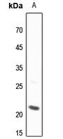 1 - Anti-BID Antibody AP60432