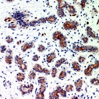 19 - Anti-BMP2 Antibody AP60433
